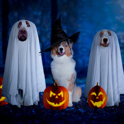 Uglysweatershops HalloweenGhost Suit Dog cosplay